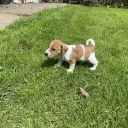 Jack Russell