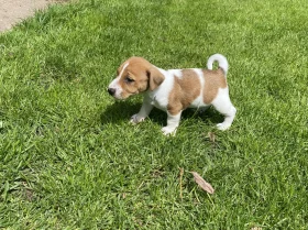 Jack Russell
