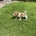 Jack Russell