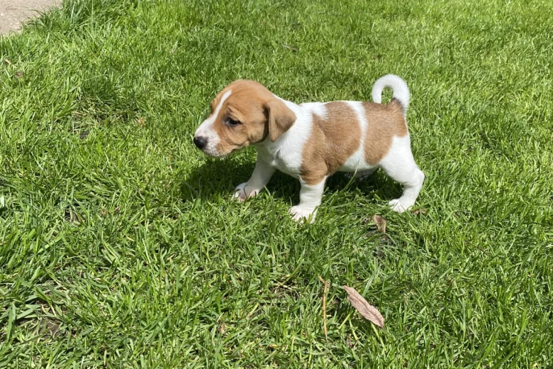 Jack Russell