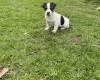 Jack Russell