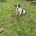 Jack Russell