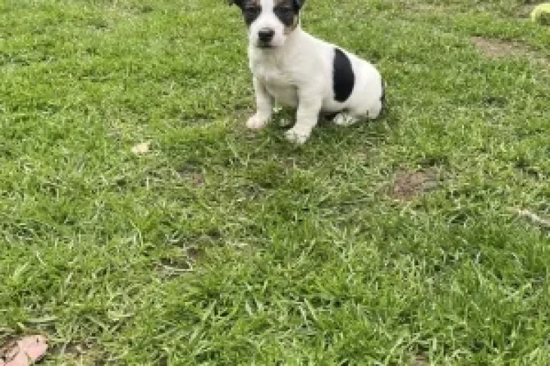 Jack Russell