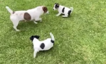Jack Russell