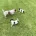 Jack Russell