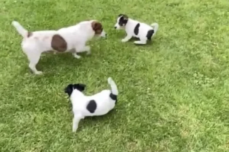 Jack Russell