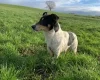 Jack Russell