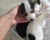 Jack Russell