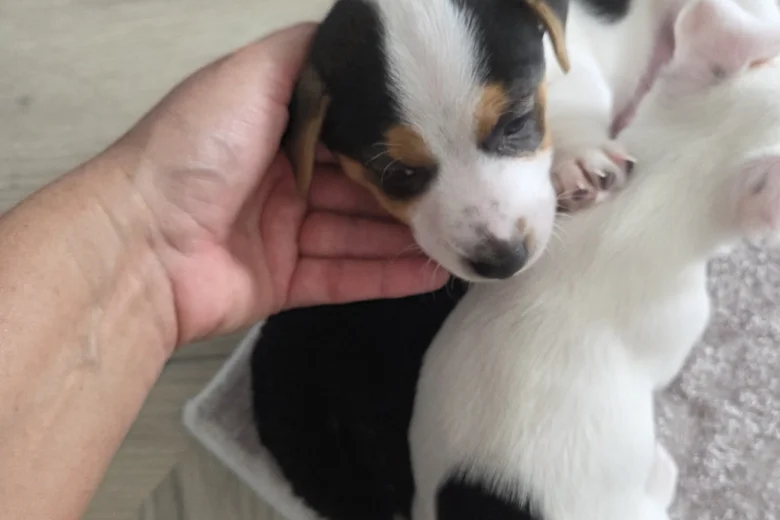 Jack Russell