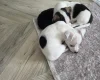 Jack Russell