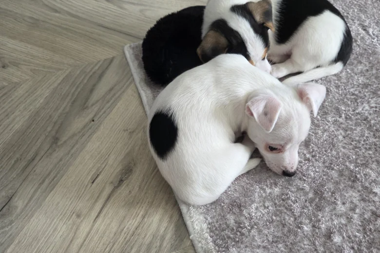 Jack Russell