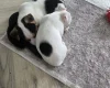 Jack Russell