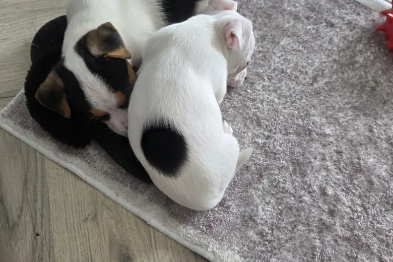 Jack Russell