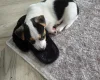 Jack Russell