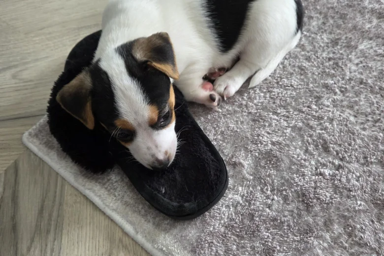 Jack Russell