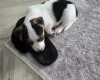 Jack Russell