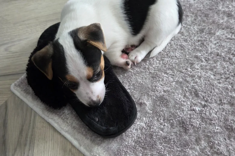 Jack Russell