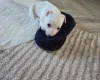 Jack Russell