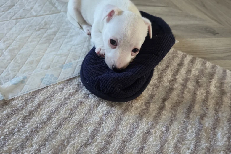 Jack Russell
