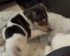Jack Russell