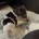 Jack Russell