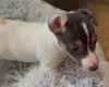 Jack Russell