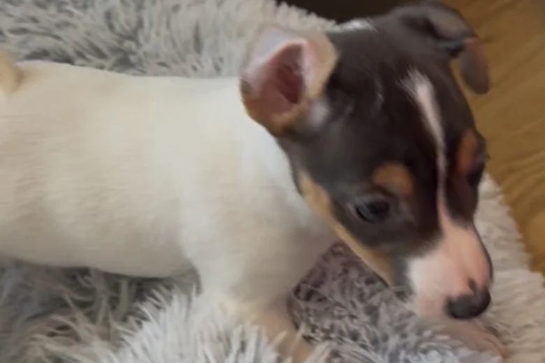 Jack Russell