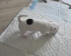 Jack Russell