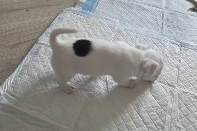 Jack Russell
