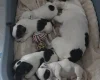 Jack Russell