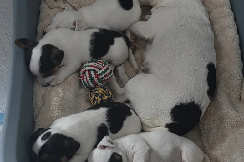 Jack Russell