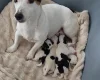 Jack Russell
