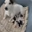 Jack Russell