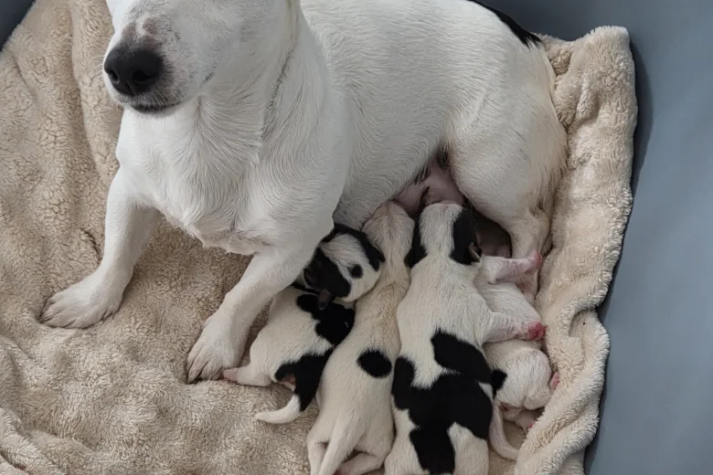 Jack Russell