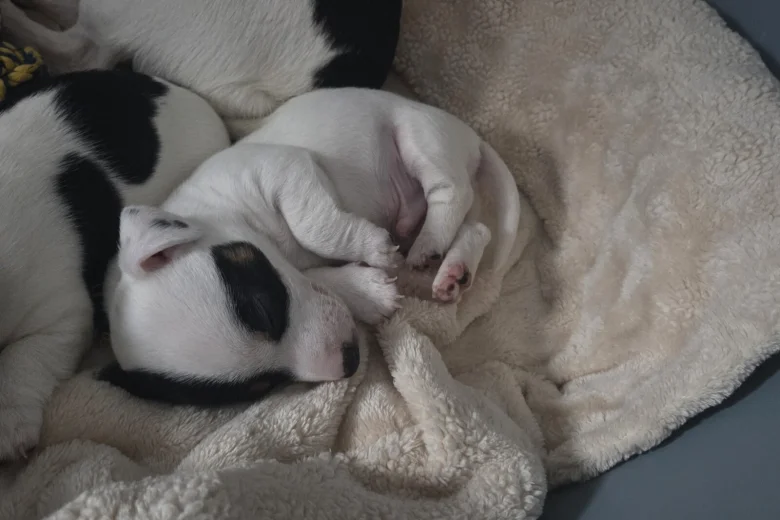 Jack Russell