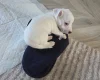 Jack Russell