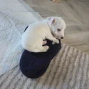 Jack Russell