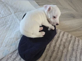 Jack Russell