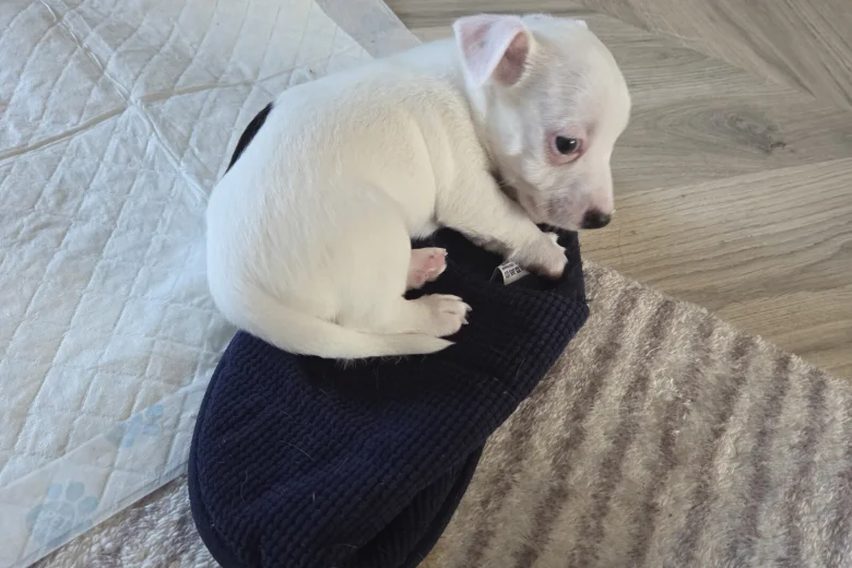 Jack Russell