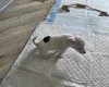Jack Russell