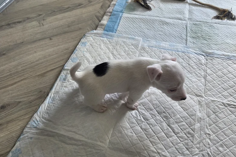 Jack Russell