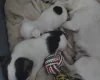 Jack Russell