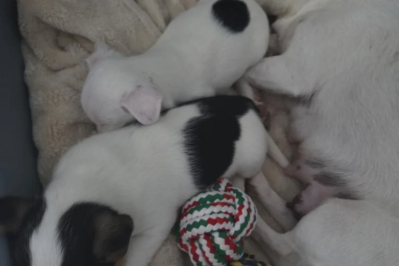 Jack Russell