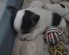 Jack Russell