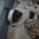 Jack Russell