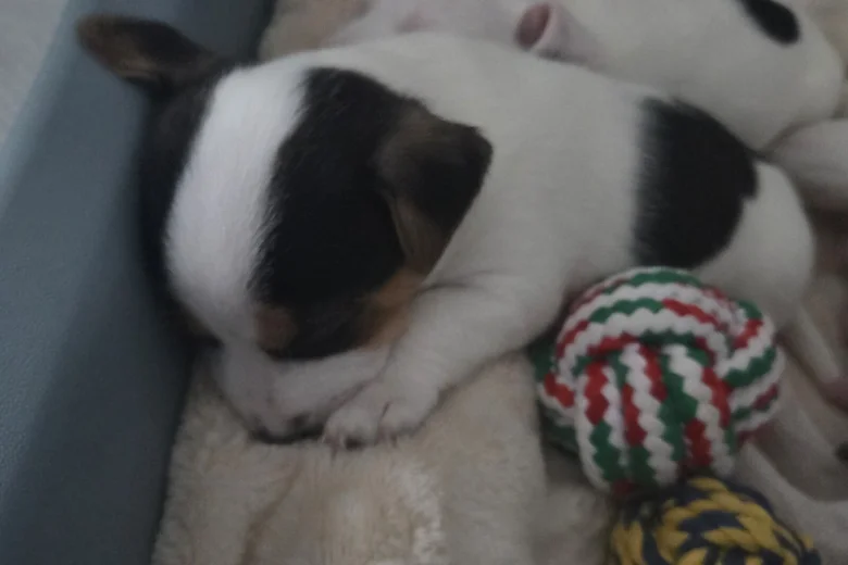 Jack Russell