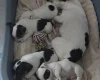 Jack Russell