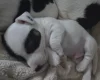 Jack Russell