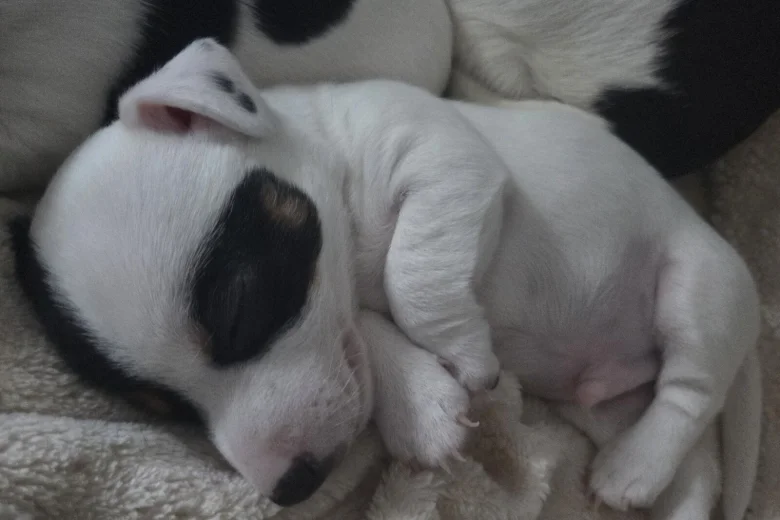 Jack Russell