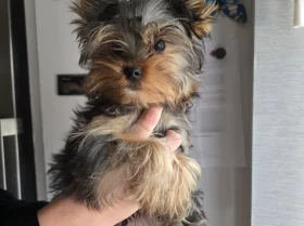 Yorkshire Terrier